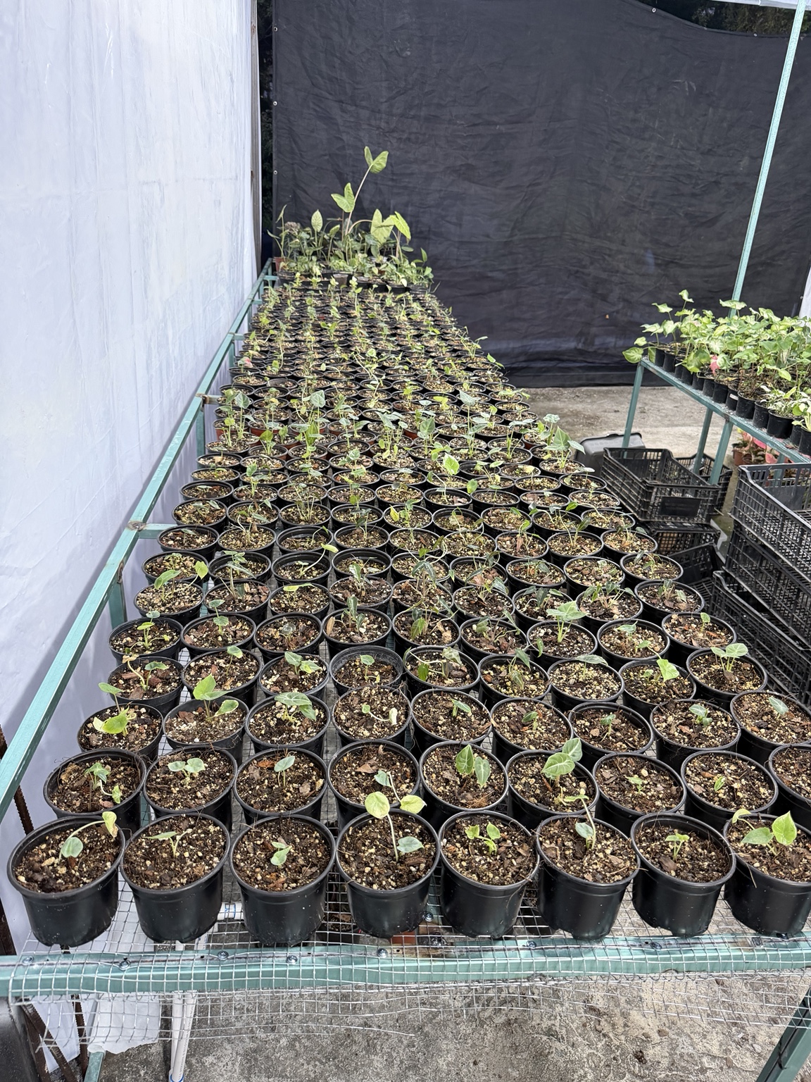 Plantas cultivadas en el vivero de Kultivia Exóticas